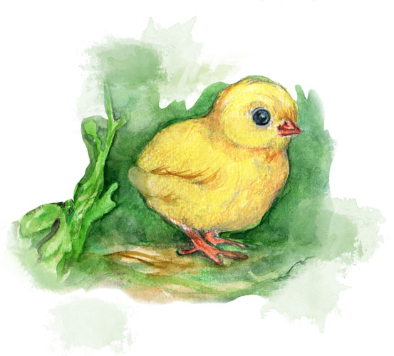 Chicken Watercolour